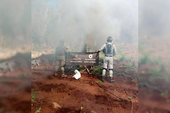 Fuerzas federales destruyen tres plantíos de mariguana