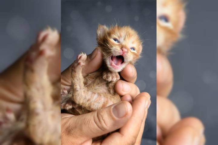  La Casa de Gatifa apela al corazón social: lanza rifa solidaria para salvar a Rito y Pirata