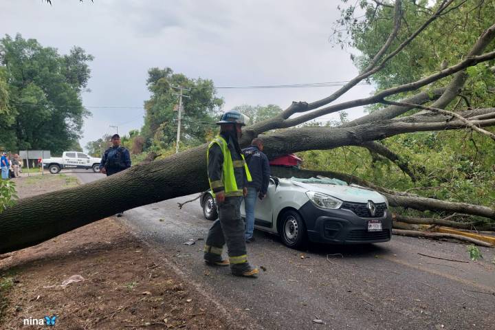 Muere joven tras caída de árbol sobre vehículo en Villa Jiménez