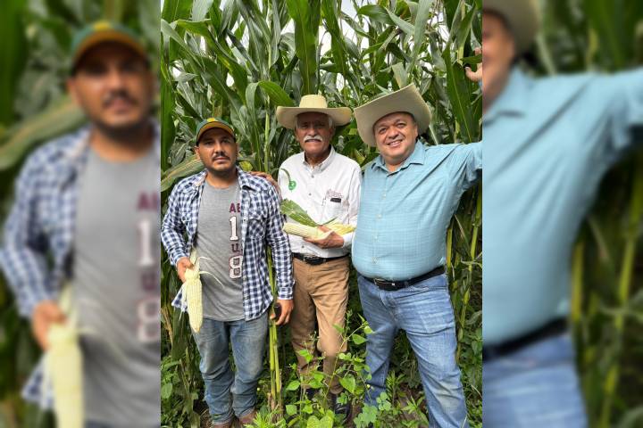 Casi 12 mil productores beneficiados con incentivos para maíz blanco en Michoacán