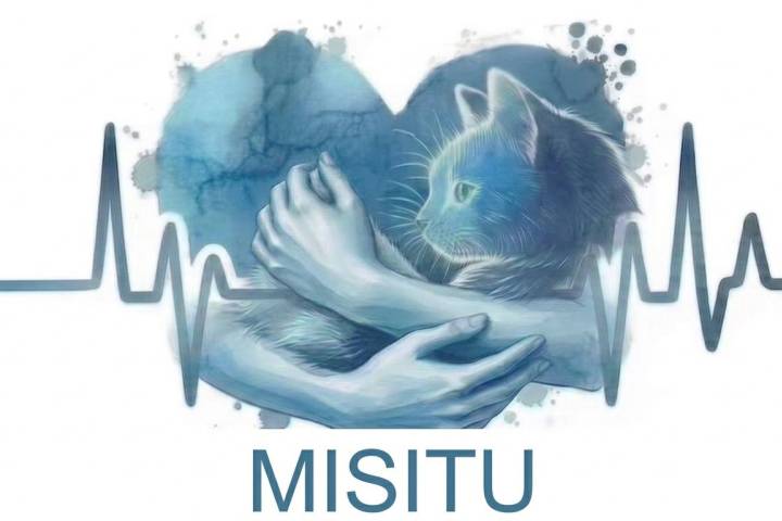 Gatos ferales: los más invisibles y olvidados por la sociedad; Misitu TNR llama a esterilizar