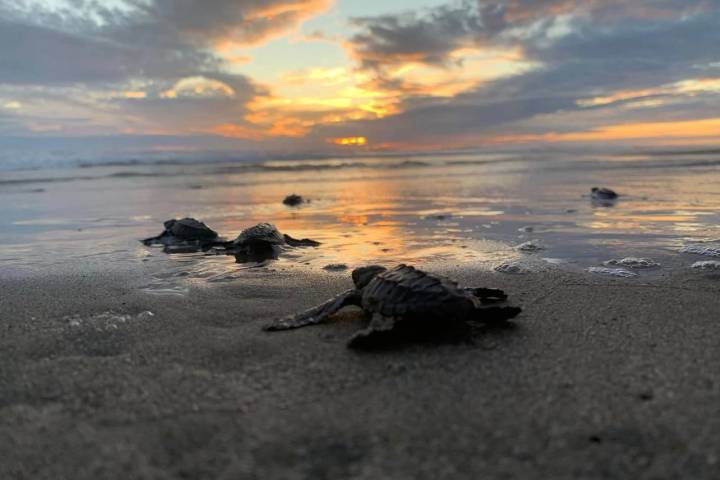 Aún estás a tiempo para ir a liberar tortugas en las playas de Michoacán