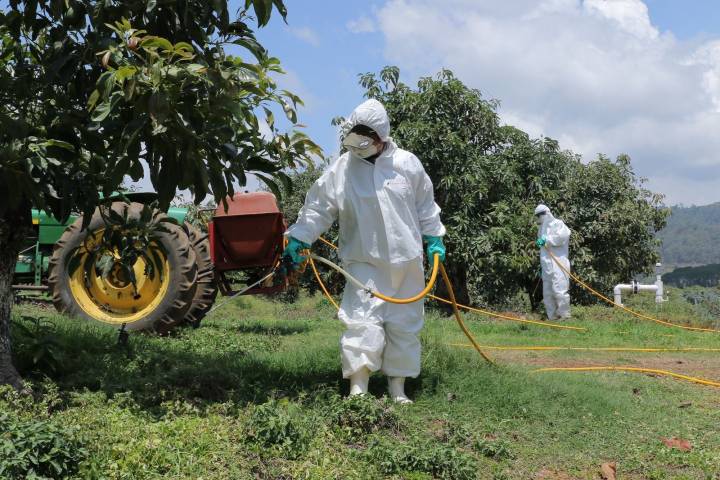 Apoyados en Michoacán más de 88 mil productores del campo: Bedolla