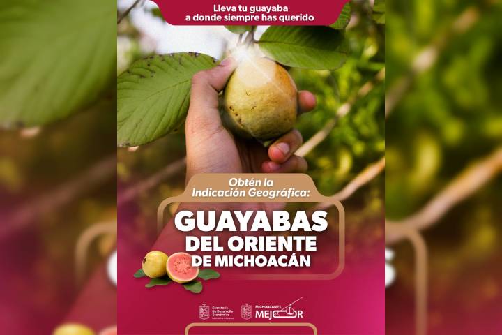 Indicación Geográfica, el sello que le da valor extra a la guayaba michoacana
