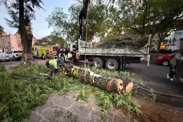 Protección Civil de Morelia reubica 2 colmenas de abejas