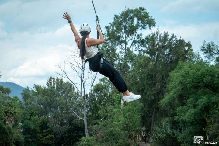 Vive la adrenalina en la tirolesa del Zoológico de Morelia