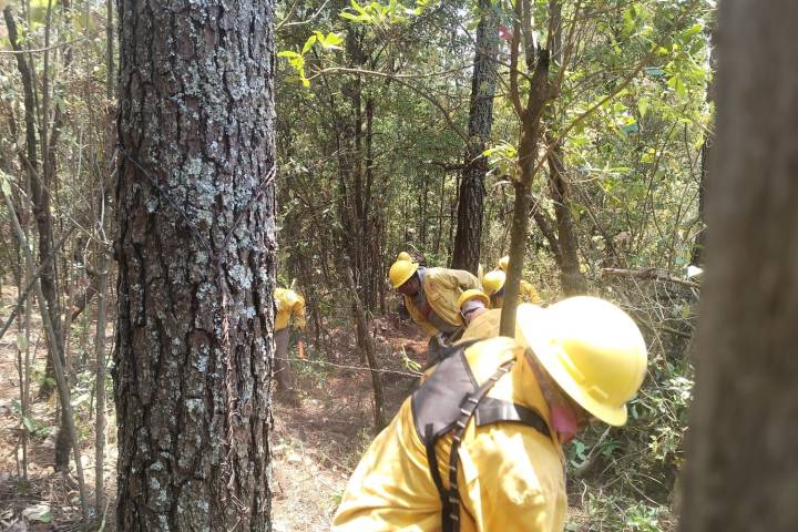 Atiende Gobierno de Michoacán incendio forestal en Salvador Escalante