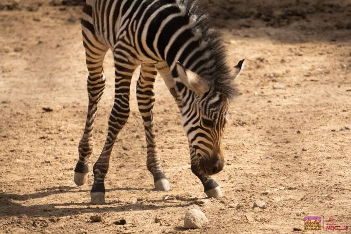 ¡Bienvenido a casa! Nace cebra de Grant en el Zoológico de Morelia
