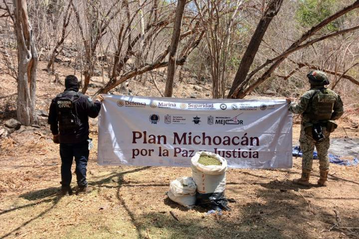 SSP y Defensa incineran 12 mil 600 plantas de mariguana