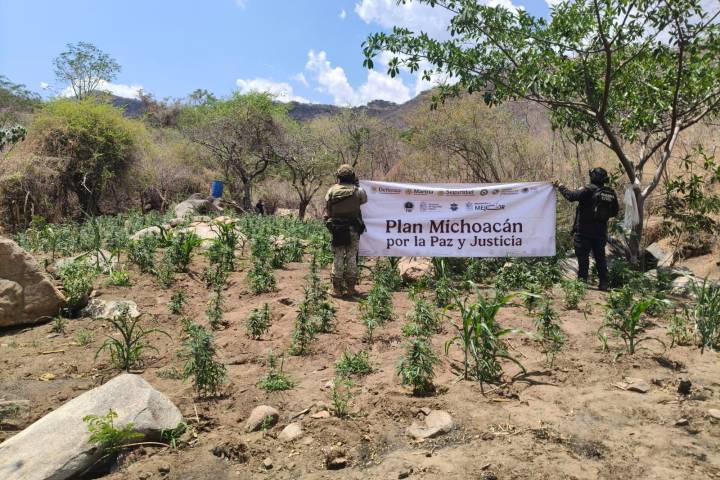 SSP y Defensa refuerzan operativos en Huetamo, destruyen más de 14 mil plantas de marihuana