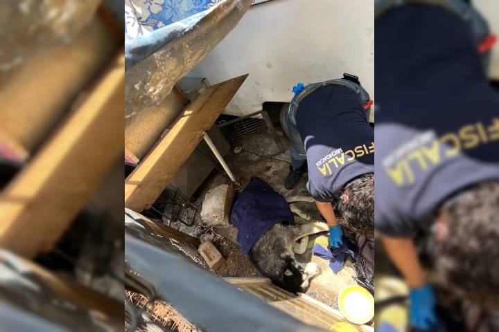 Rescata FGE a "Zeus", perro husky hallado gravemente lesionado y en condiciones de abandono en Morelia