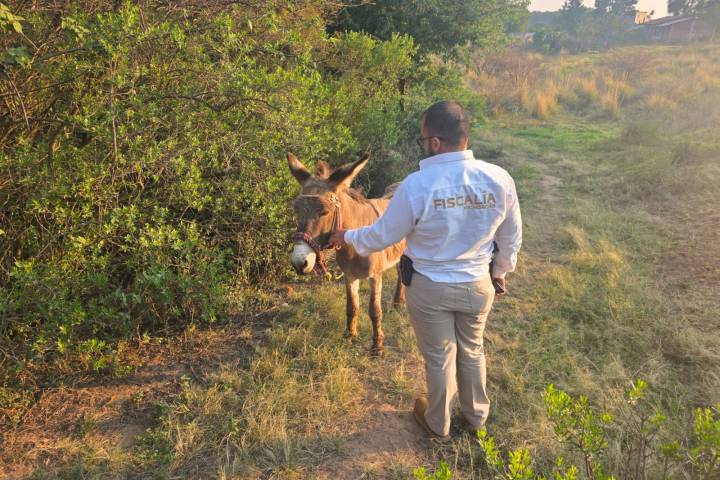 FGE rescata a burrito víctima de maltrato animal en Hidalgo;  la acción fue coordinada con asociaciones civiles