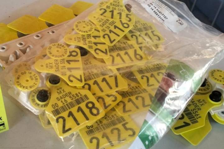 SSP brinda apoyo en cateos en Tzitzio; detenidas 4 personas
