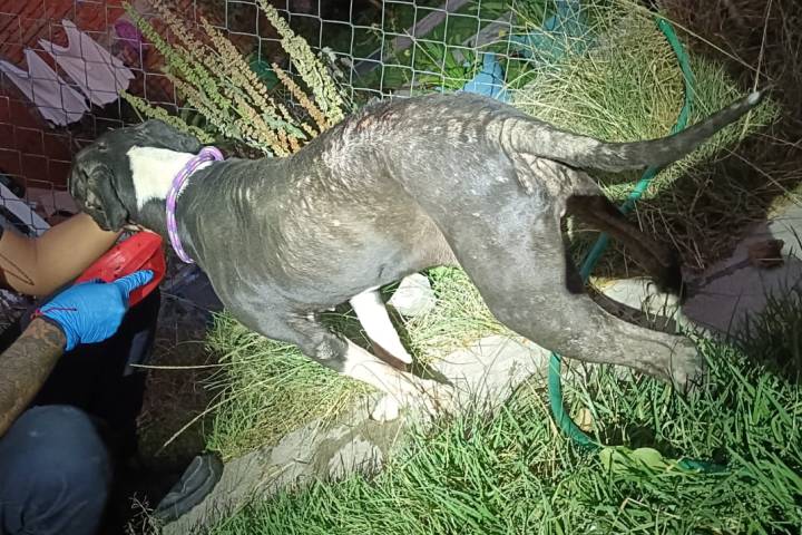 FGE rescata a canino en condiciones de abandono durante cateo en Tarímbaro