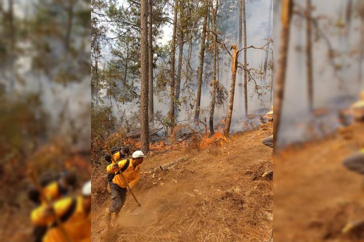 Con apoyo aéreo, 149 brigadistas combaten incendio forestal en Salvador Escalante: Cofom