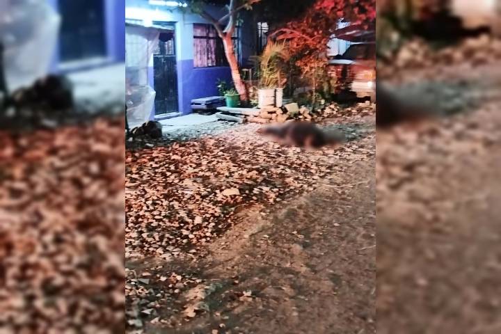 A balazos matan a un sujeto en la colonia Jacarandas de Zamora