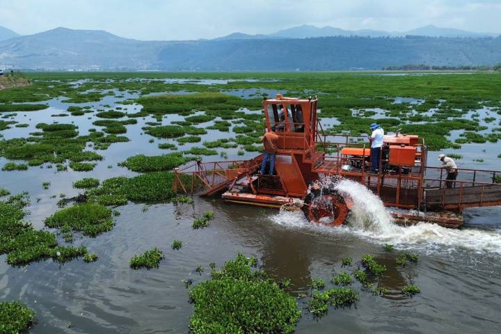 Arranca limpieza en la presa Malpaís para combatir el lirio acuático y proteger el agua: Bedolla