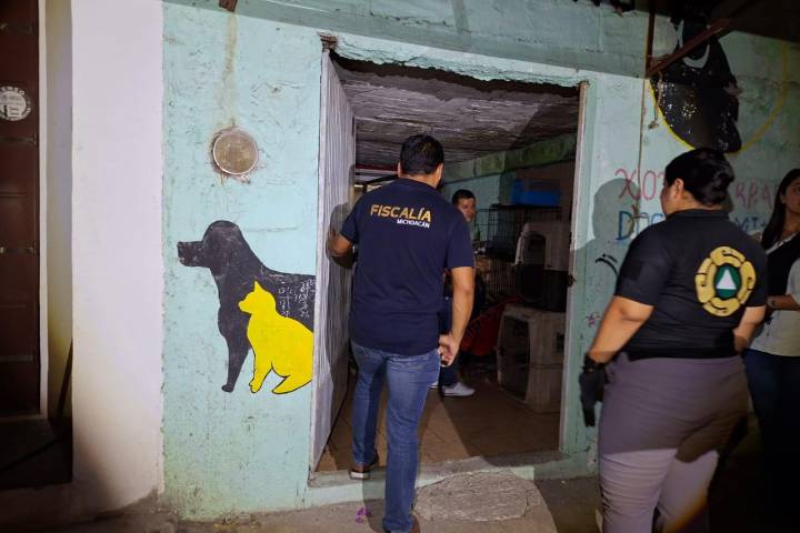Rescata FGE a cinco ejemplares caninos víctimas de maltrato y abandono en Apatzingán