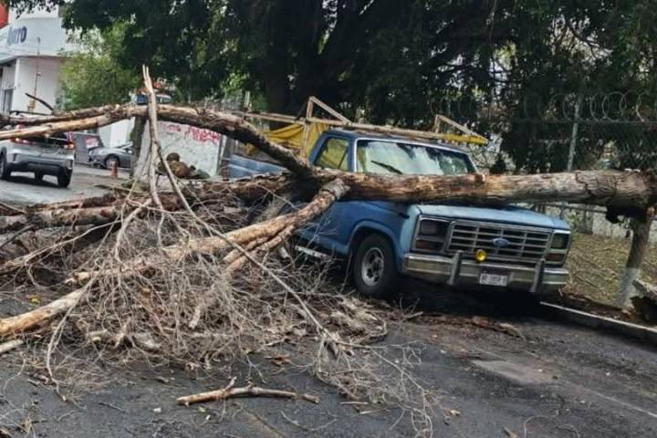 Lluvia y fuertes vientos provocan caída de árbol en la colonia Eréndira de Morelia