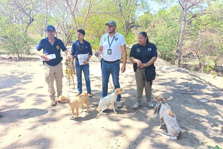 En Huetamo, FGE ejecuta cateo y asegura tres ejemplares caninos víctimas de maltrato animal