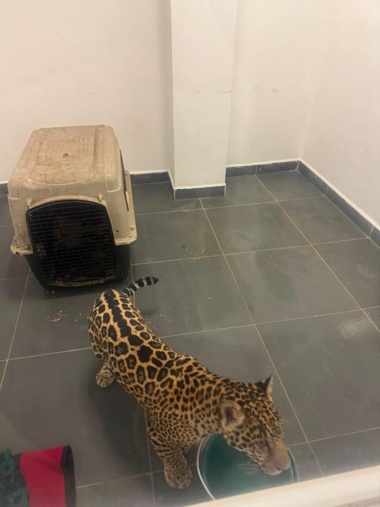 Rescata FGE ejemplar de jaguar cachorro y asegura a una persona durante actos de investigación en Zitácuaro