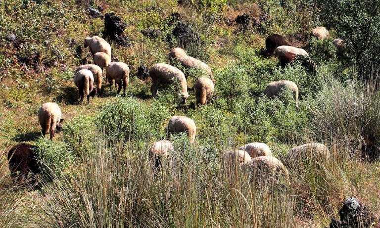 El gabán de lana, es la identidad de Charapan